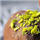 description br�ve de l'image